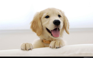 Dog smiling white couch paws - his paw free wallpaper