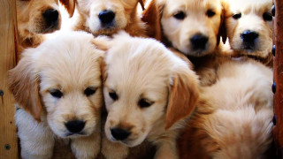 Puppies sitting together crate group - free dogs wallpaper