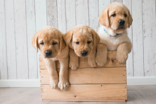 Three puppies wooden crate white - free dogs wallpaper