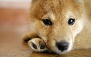 Small dog sad looking camera 4 - a small dog free wallpaper for desktop