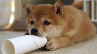 Puppy chewing white object floor - the floor of a house free wallpaper