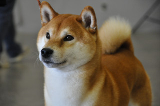 Shiba inu dog blurry background - a white nose free wallpaper
