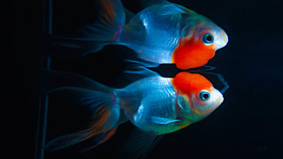 Two fish swimming dark room - the other free wallpaper
