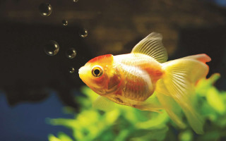 Goldfish aquarium bubbles black background - bubble of water free wallpaper