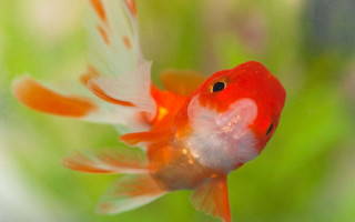 Goldfish white orange feathers swimming - green plant free wallpaper