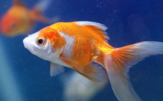 Goldfish aquarium swimming background blue - carpoforo tencalla free wallpaper