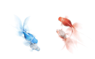 Goldfish white bowl red blue - a white bowl free wallpaper for desktop
