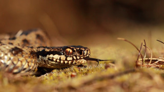 Snake large mouth long tongue - a long tongue free wallpaper