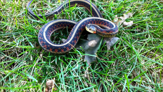 Snake grass sun ground small - an illustration of free wallpaper