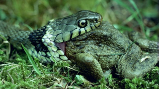 Green black snake mouth open - its tongue free wallpaper