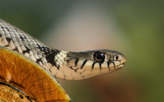 Snake closeup wooden surface blurry - a blurry background of grass and trees free wallpaper for desktop