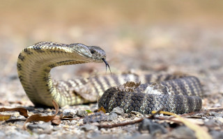 Snake eating snake ground mouth - a snake free wallpaper