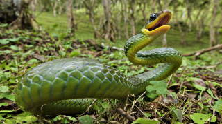 Green snake cobra yellow mouth - tongue free wallpaper
