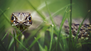 Snake in grass eyes open - tongue free wallpaper