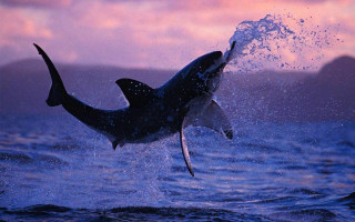 Great white shark jumping sunset - mouth free wallpaper for desktop
