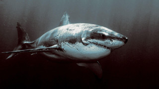 Great white shark ocean black - damien hirst free wallpaper