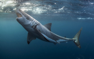 Great white shark ocean camera 2 - its back end free wallpaper