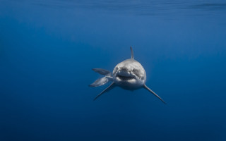 White shark open mouth ocean - tooth free wallpaper