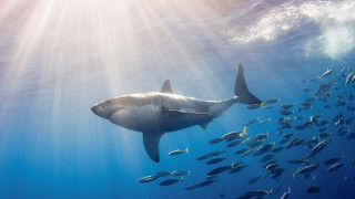 Large shark ocean fish around - a large shark swimming in the ocean free wallpaper