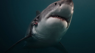 Shark man camera water back - a shark free wallpaper