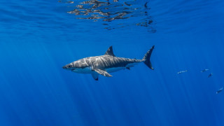 Great white shark ocean camera - a camera free wallpaper for desktop