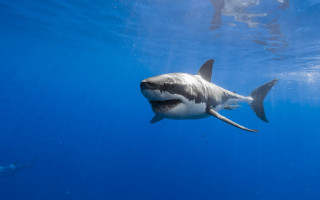 Great white shark man ocean - a man in the background free wallpaper for desktop