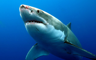 Great white shark scuba diver - the background of the photo free wallpaper