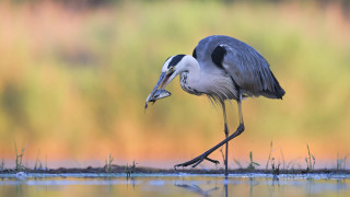 Bird fish mouth water grass - a fish free wallpaper