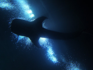 Large animal swimming water light - underwater free wallpaper