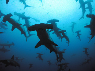 Sharks swimming ocean group together - andrew geddes free wallpaper for desktop