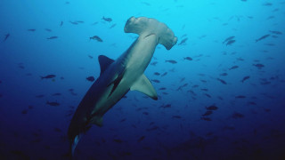 Large shark ocean fish around 2 - fish free wallpaper