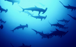 Sharks swimming ocean blue light - andrew geddes free wallpaper for desktop