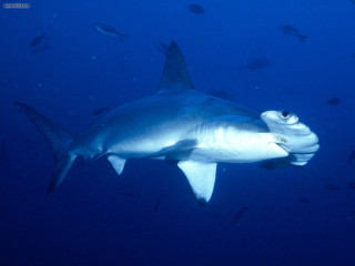 Shark person fish ocean underwater - a large shark swimming in the ocean free wallpaper