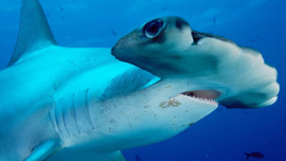 Shark open mouth ocean fish - other fish free wallpaper