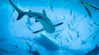 Sharks diver ocean group swimming - a picture of them free wallpaper for desktop