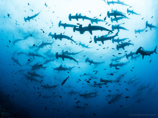 Large group sharks swimming ocean 2 - a large group of fish swimming free wallpaper