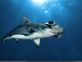 Shark swimming ocean sun fish - photoreal free wallpaper