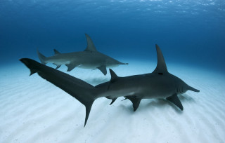 Two sharks swimming ocean blue - underneath free wallpaper