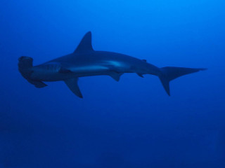 Shark swimming ocean scuba helmet - a shark swimming in the ocean free wallpaper