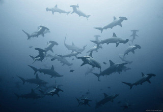 Sharks swimming ocean group together 2 - andrew geddes free wallpaper for desktop