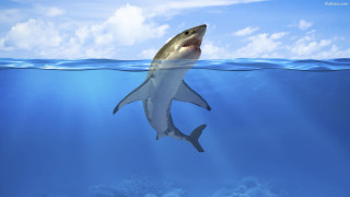 Shark swimming ocean sky clouds - sharp high detail free wallpaper