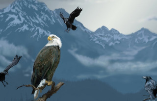 Bald eagle tree branch birds - other bird free wallpaper