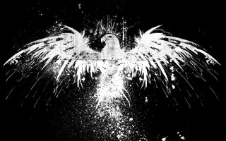 Black white bird wings spread 3 - photo of a bird free wallpaper