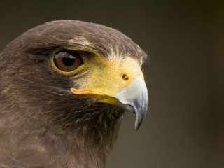 Bird prey yellow beak sharp - beak free wallpaper