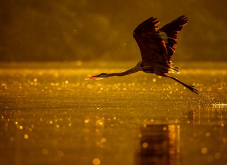 Bird flying water night sunshine - over a body of water free wallpaper