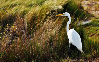 White bird tall grass autumn - a long beak free wallpaper for desktop