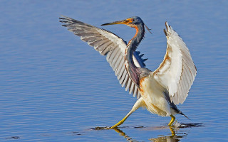 Bird wings spread water reflection - its reflection free wallpaper
