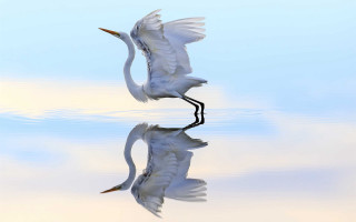 White bird flying water reflection - its wing free wallpaper