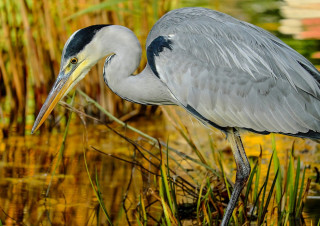 Bird long beak marsh water - a long beak free wallpaper for desktop