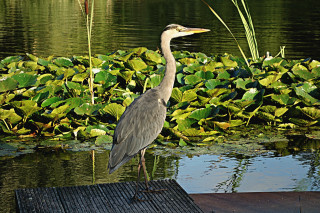 Bird dock pond green plants - bernd fasching free wallpaper for desktop